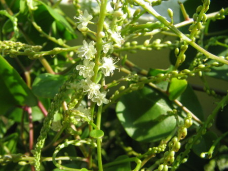 f:id:iirei:20101002134555j:image