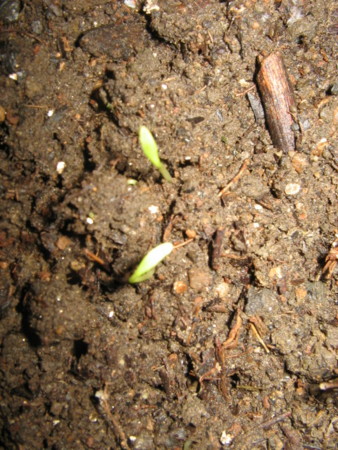 f:id:iirei:20101102154423j:image