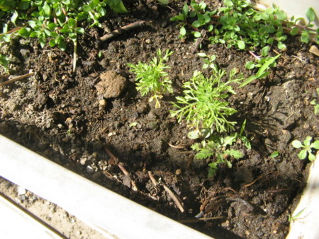 f:id:iirei:20110312141723j:image