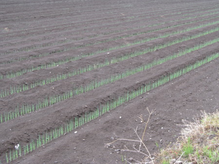 f:id:iirei:20110330030520j:image