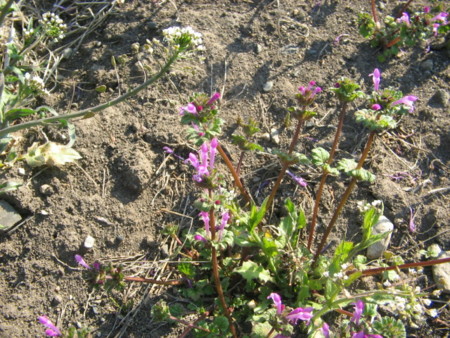 f:id:iirei:20110405161345j:image