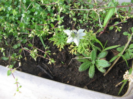 f:id:iirei:20110411145754j:image