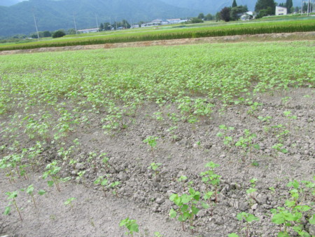 f:id:iirei:20110718032235j:image