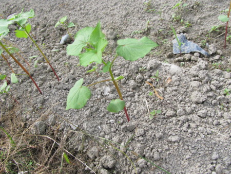 f:id:iirei:20110718032253j:image