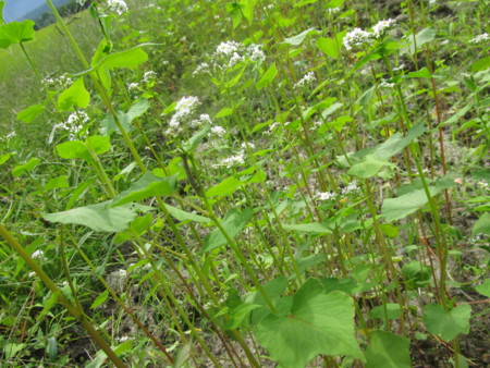 f:id:iirei:20110718032409j:image