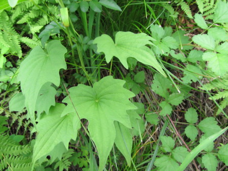 f:id:iirei:20110718035902j:image