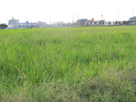 f:id:iirei:20110731060504j:image f:id:iirei:20110731060504j:image