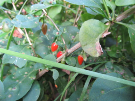 f:id:iirei:20111126191243j:image