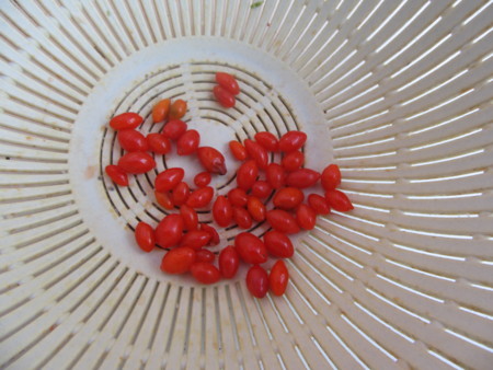 f:id:iirei:20111126191353j:image