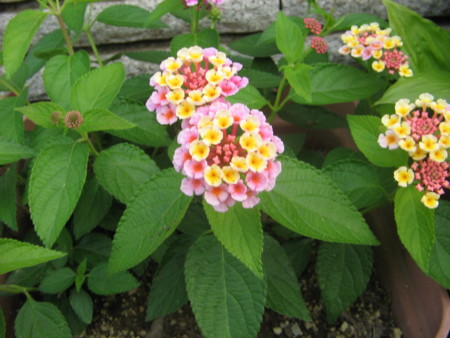 f:id:iirei:20120610231504j:image