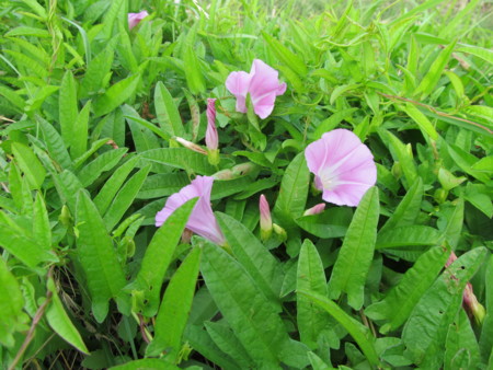 f:id:iirei:20120703193305j:image
