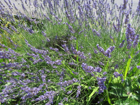 f:id:iirei:20120708190849j:image