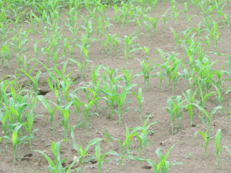 f:id:iirei:20120728192604j:image