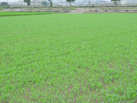 f:id:iirei:20120728192728j:image