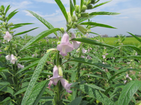 f:id:iirei:20120817195505j:image