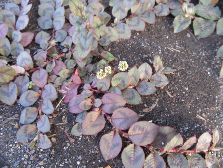 f:id:iirei:20120906194333j:image