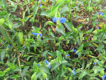 f:id:iirei:20121001190946j:image f:id:iirei:20121001190946j:image