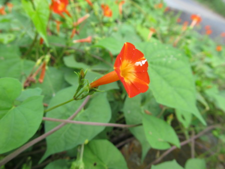 f:id:iirei:20121001191101j:image f:id:iirei:20121001191101j:image