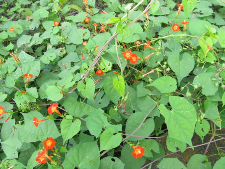 f:id:iirei:20121001191232j:image f:id:iirei:20121001191232j:image