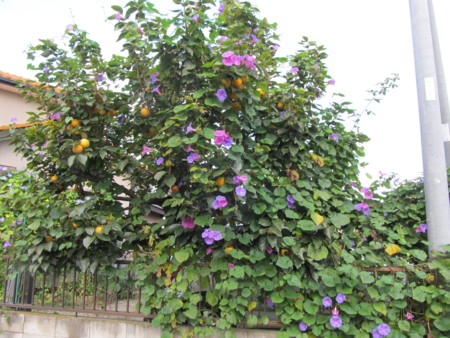 f:id:iirei:20121031192031j:image
