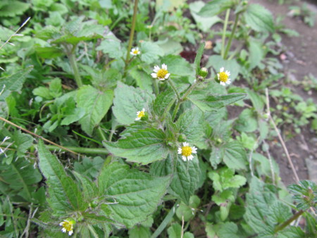 f:id:iirei:20121105191759j:image f:id:iirei:20121105191759j:image