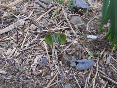 f:id:iirei:20130320174215j:image