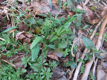 f:id:iirei:20130320174340j:image