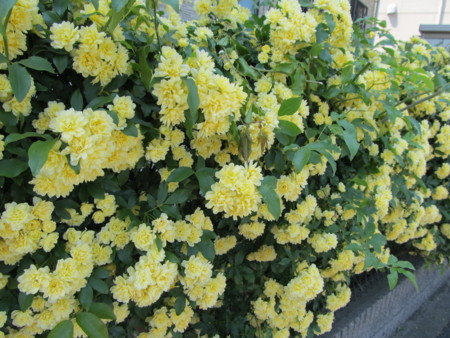 f:id:iirei:20130504124519j:image