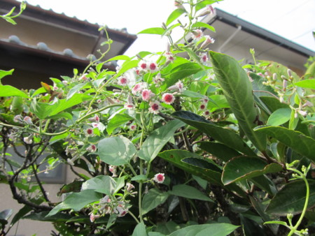 f:id:iirei:20130817113837j:image