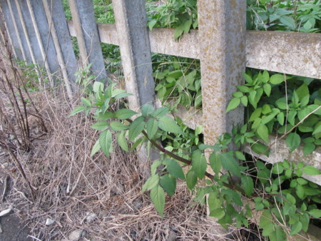 f:id:iirei:20130827111753j:image