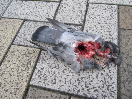 f:id:iirei:20130901115601j:image