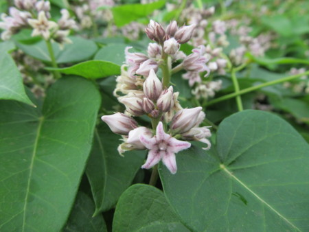 f:id:iirei:20130901115723j:image