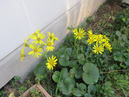 f:id:iirei:20131120082829j:image