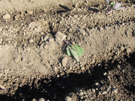 f:id:iirei:20131215081405j:image f:id:iirei:20131215081405j:image