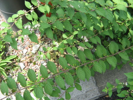 f:id:iirei:20140801194956j:image