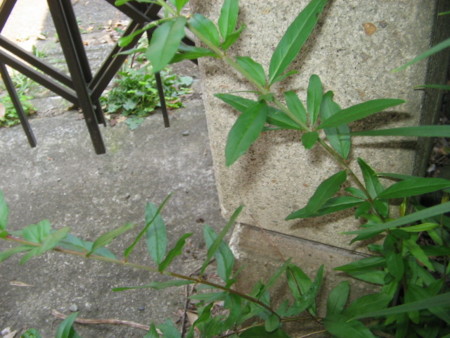 f:id:iirei:20140801195038j:image