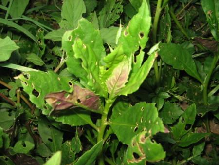 f:id:iirei:20140811194911j:image f:id:iirei:20140811194911j:image