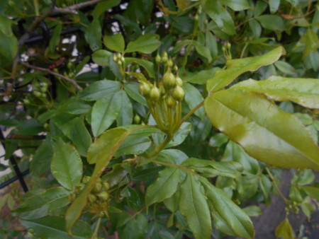f:id:iirei:20150413114031j:image