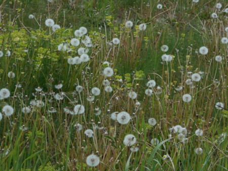 f:id:iirei:20150508073641j:image