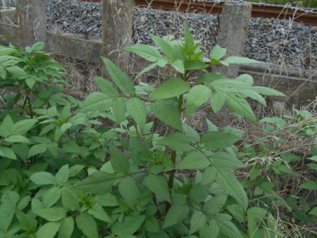 f:id:iirei:20150826054150j:image f:id:iirei:20150826054150j:image