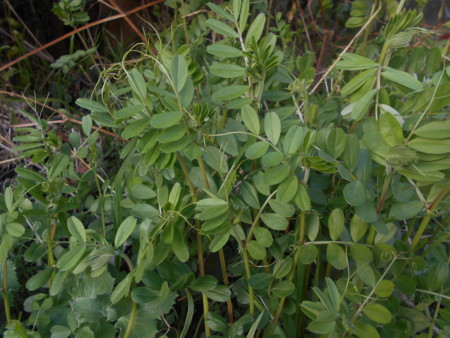 f:id:iirei:20160402074148j:image f:id:iirei:20160402074148j:image