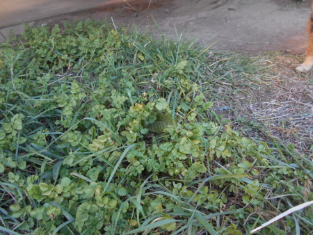 f:id:iirei:20170301213643j:image f:id:iirei:20170301213643j:image