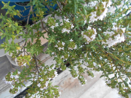 f:id:iirei:20170524161754j:image f:id:iirei:20170524161754j:image