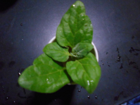 f:id:iirei:20170530162803j:image f:id:iirei:20170530162803j:image