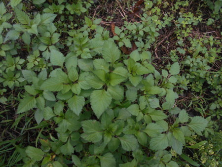 f:id:iirei:20170804012352j:image f:id:iirei:20170804012352j:image