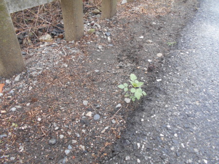 f:id:iirei:20170804012557j:image f:id:iirei:20170804012557j:image