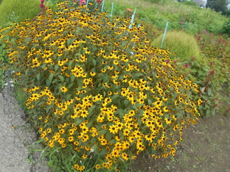 f:id:iirei:20170828041707j:image f:id:iirei:20170828041707j:image