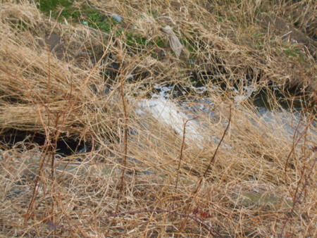 f:id:iirei:20180130195628j:image f:id:iirei:20180130195628j:image