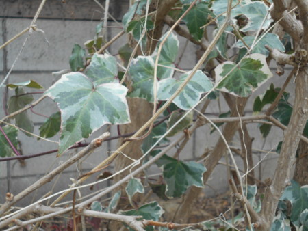 f:id:iirei:20180302002133j:image