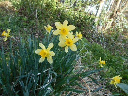 f:id:iirei:20180326002226j:image f:id:iirei:20180326002226j:image